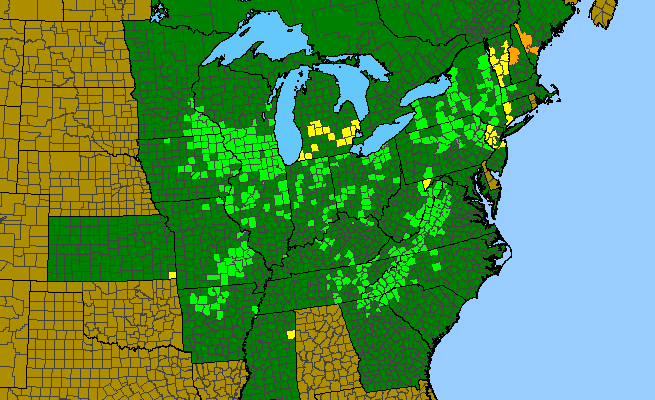The range of Gentianella quinquefolia